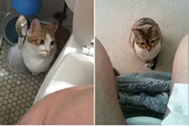 10张图证明猫正在进化成人类，都说建国后的猫不许成精！图片