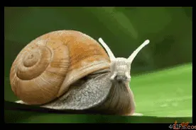 蜗牛“三宝”图片