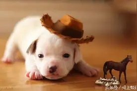 瘸腿的小奶狗遇到同样的腿脚不便的小男孩结果让你想不到图片