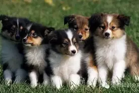 狗狗身上长哪类肿块比较危险图片