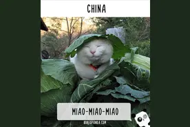 涨姿势：世界各国都是怎么喊“喵星人”的？图片