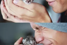 精华：猫的语言看看你能读懂？图片