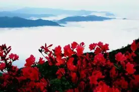 阳岭之美，美在生态、美在自然 图片