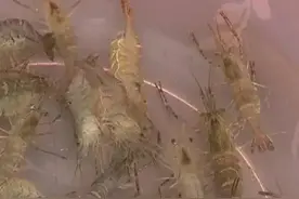 商贩为了让虾活的时间更长，竟然用人尿来泡虾？ 真相是图片