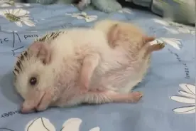 小刺猬被主人抚摸放弃抵抗，露出肚皮完全信任他