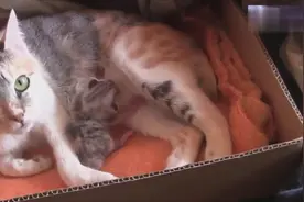 猫妈妈只生了一只独苗苗，每天都宝贝的跟什么似的！视频封面