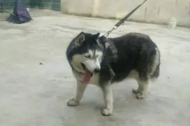 这狗头一看就是哈士奇，可是。图片