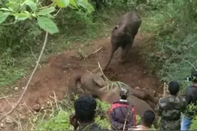 母象走在路上突然猝死，小象叫醒妈妈无果后，伏在妈妈身上哭了图片