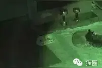 店主发现喵星人在早上总是消失不见，原来是这么回事！图片