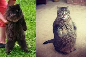 进击的喵星人，勇气可嘉图片