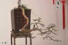 层层叠翠松柏情图片