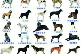 这40种禁养烈性犬在青岛将被禁养， 你怎么看？图片