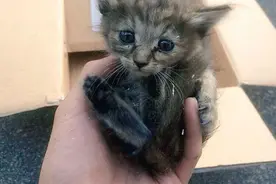 被遗弃猫咪和雪貂一起被养大，已经脱离了喵星人的正常习性图片