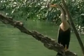 叉鱼高手美洲蛇鹈图片