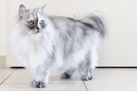 必须要认识一下,全世界最漂亮、毛色最蓬最美的波斯曼混种猫咪!图片