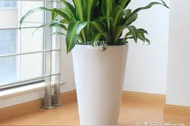 养花秘笈之三图片