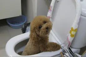 小泰迪最近习惯去马桶里找水喝，该如何制止这种情况呢？图片