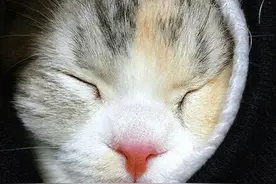 小猫咪爱吐舌头，萌的太犯规图片