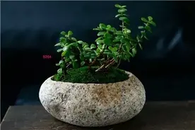 一组石头花盆种植的盆栽，自然纯朴，回归本真！图片