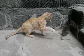 我家猫咪发现一只老鼠然后嘞图片