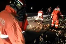 卡车相撞，成千上万的小鸭子自由奔跑在高速公路上图片