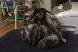 不小心踩了喵一脚，立刻开了罐头安慰它，结果它竟然学会了碰瓷图片