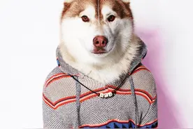 那些年由狗狗们，所引起的时尚潮流，有没有闪瞎你的眼图片