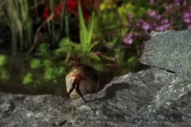 饥饿小田鼠饥不择食，竟捕杀毒蛇当美食！图片