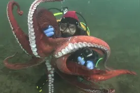 章鱼是海底最聪明生物？用吸盘开瓶子、轻松走W型迷宫图片