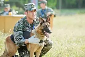 神犬小七结局了，你看了吗图片