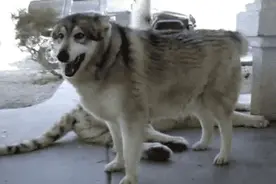 二哈带着一汪星人调戏老虎，画风让人看呆了！图片