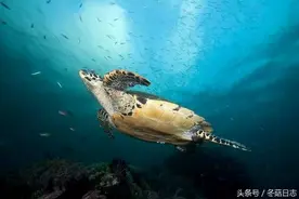 玳瑁，这种神秘的海龟。这些小知识，你一定不知道图片