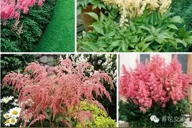 花园阴凉角落最美的落新妇，已经是流行的盆栽了图片