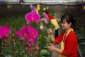 传统文化丨悠然兰香：我从山中来，带着兰花草图片