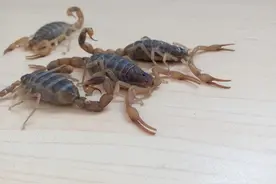 小蝎子也有大智慧，从蝎子的活动时间得出的人生道理。图片