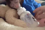 网友养了一只可爱的小猴子，总是在它睡觉的时候抢它的奶瓶...图片