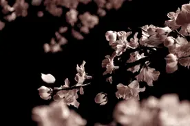 如你懂我，请许我一世安稳，花开花落。图片