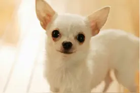 “宅狗”吉娃娃拥有着一颗玻璃心，这些你能忍受得了吗？图片