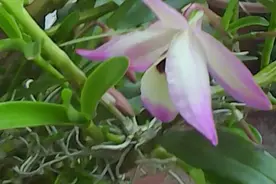 盆栽石斛兰花栽培管理技术图片