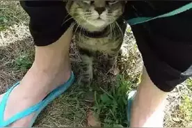 家养的宠物猫第一次被带到了户外，整个猫都懵了....图片