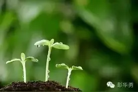 彭华勇：假如我是一棵幼苗图片