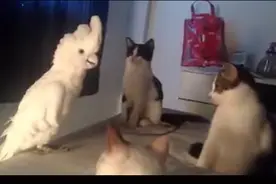 喵喵群中的鹦鹉老大! 小猫听鹦鹉老大讲话一愣一愣的图片