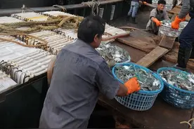 朋友家的渔船现打的各类海鲜，真的太美味了！图片