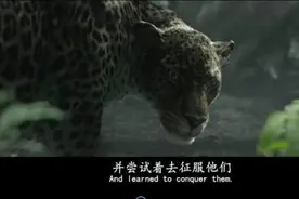 少年从小跟随猿猴长大，成为森林之王，美洲虎都不是其对手视频封面