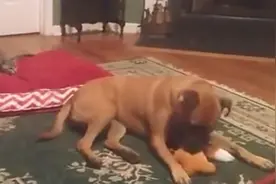 小猫咪为了救下心爱的玩具，不惜挑战比特犬图片