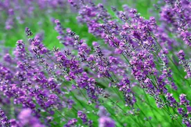 带你进入薰衣草的故乡——法国德龙省图片