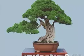 范义成盆景铭品赏析图片