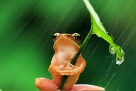 民间故事：青蛙节图片