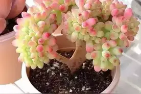 有种美肉叫多肉植物缀化！图片