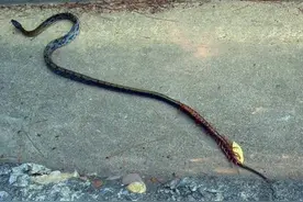 村口发现蜈蚣和蛇大战，黄蜂助攻，实在罕见！图片